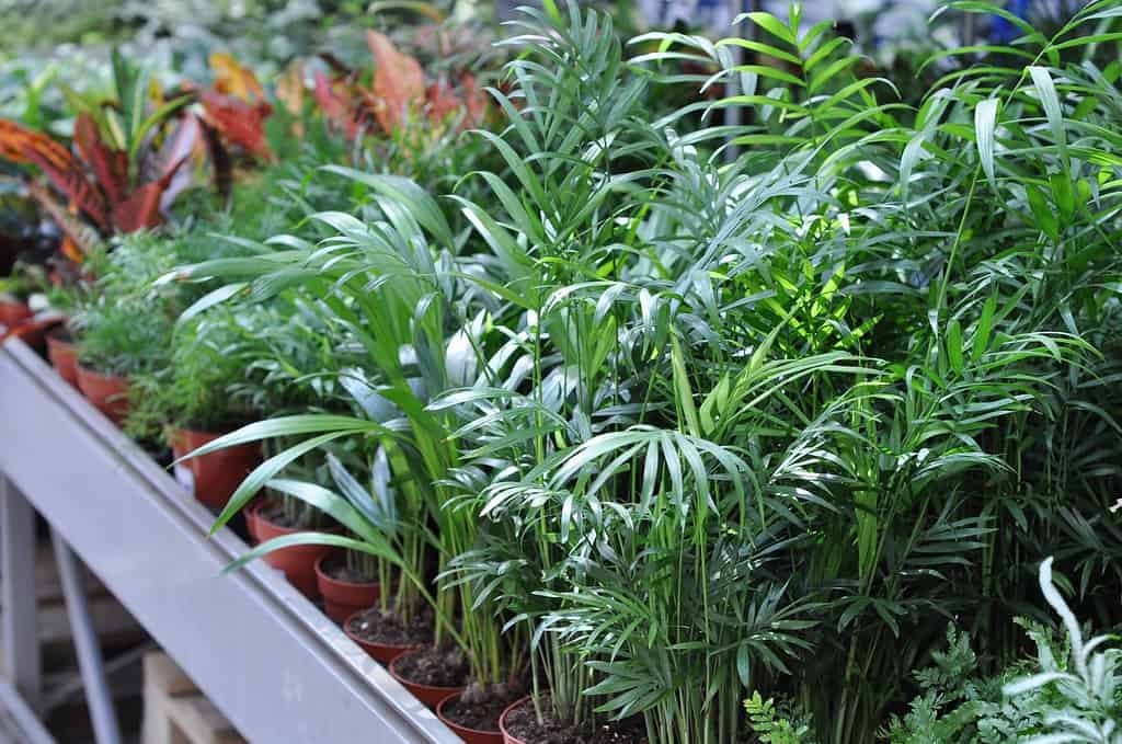 Close up leaves of Bamboo palm (Chamaedorea seifrizii). Houseplants in pots for sale in a flower shop.