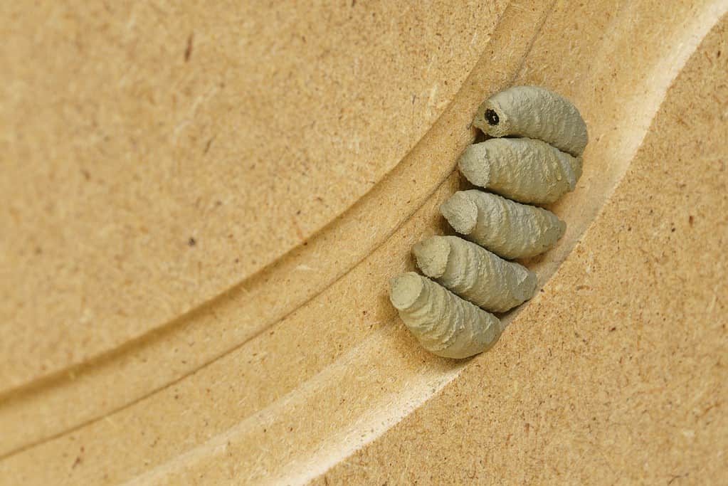 Mud cocoons of wild Potter wasp on wooden surface.
