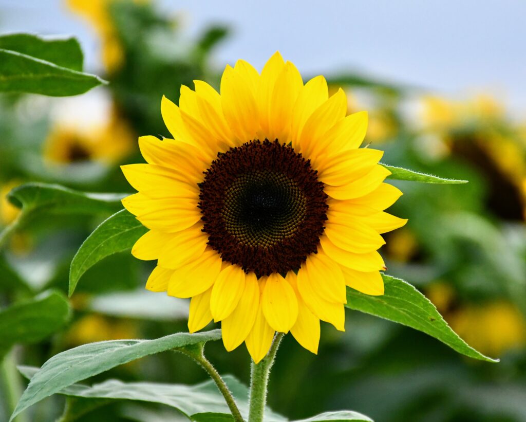 Sunflower Bush with 6 Flowers and 3 Buds