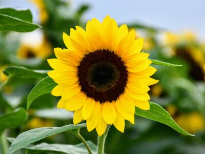 A Peak Bloom: When Are Sunflowers in Season Across the U.S.?