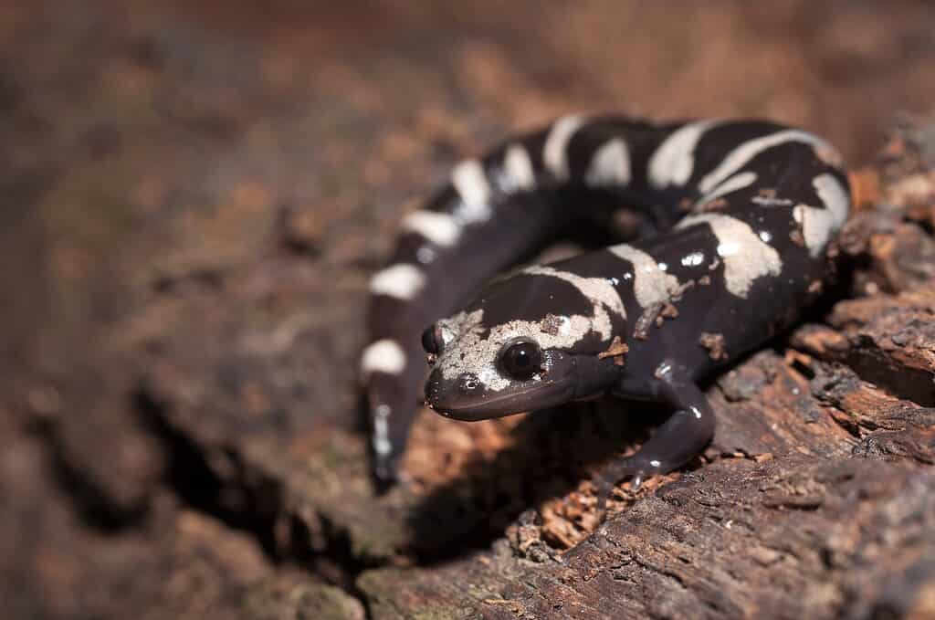 Beautiful adult marbled salamander macro portrait