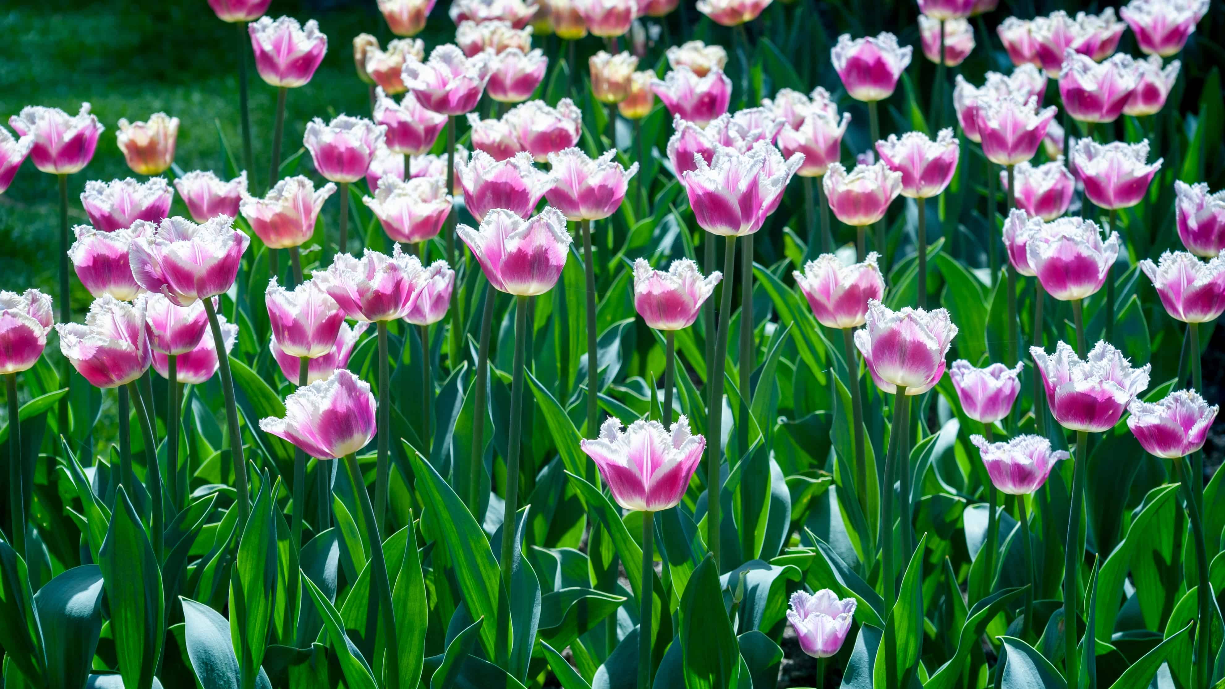 7 Tulips That Thrive in Connecticut - A-Z Animals