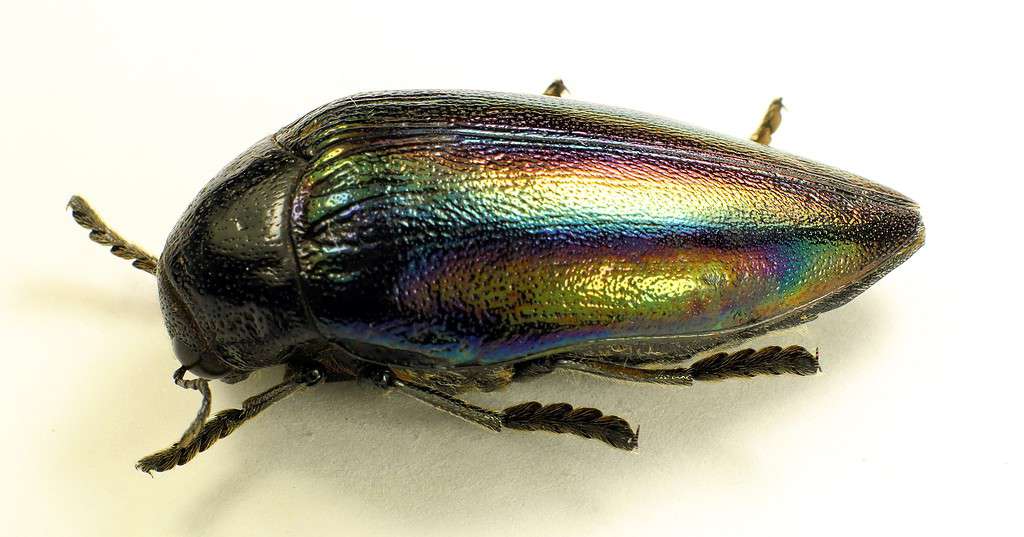 Iridescent rainbow jewel beetle Sternocera iris from Congo. Entomology collection. Buprestidae.