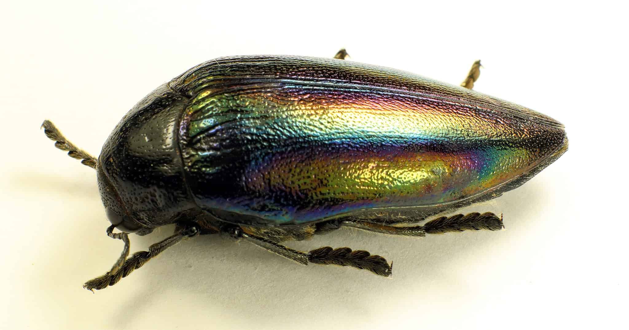 10 Interesting Beetles In Texas - A-Z Animals