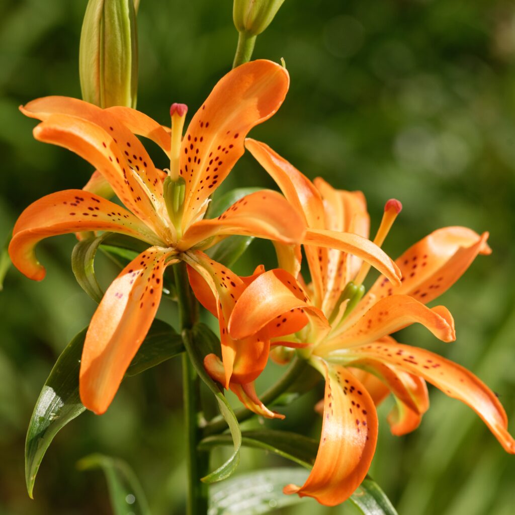 Lilium 'Must See' with double orange flowers lily