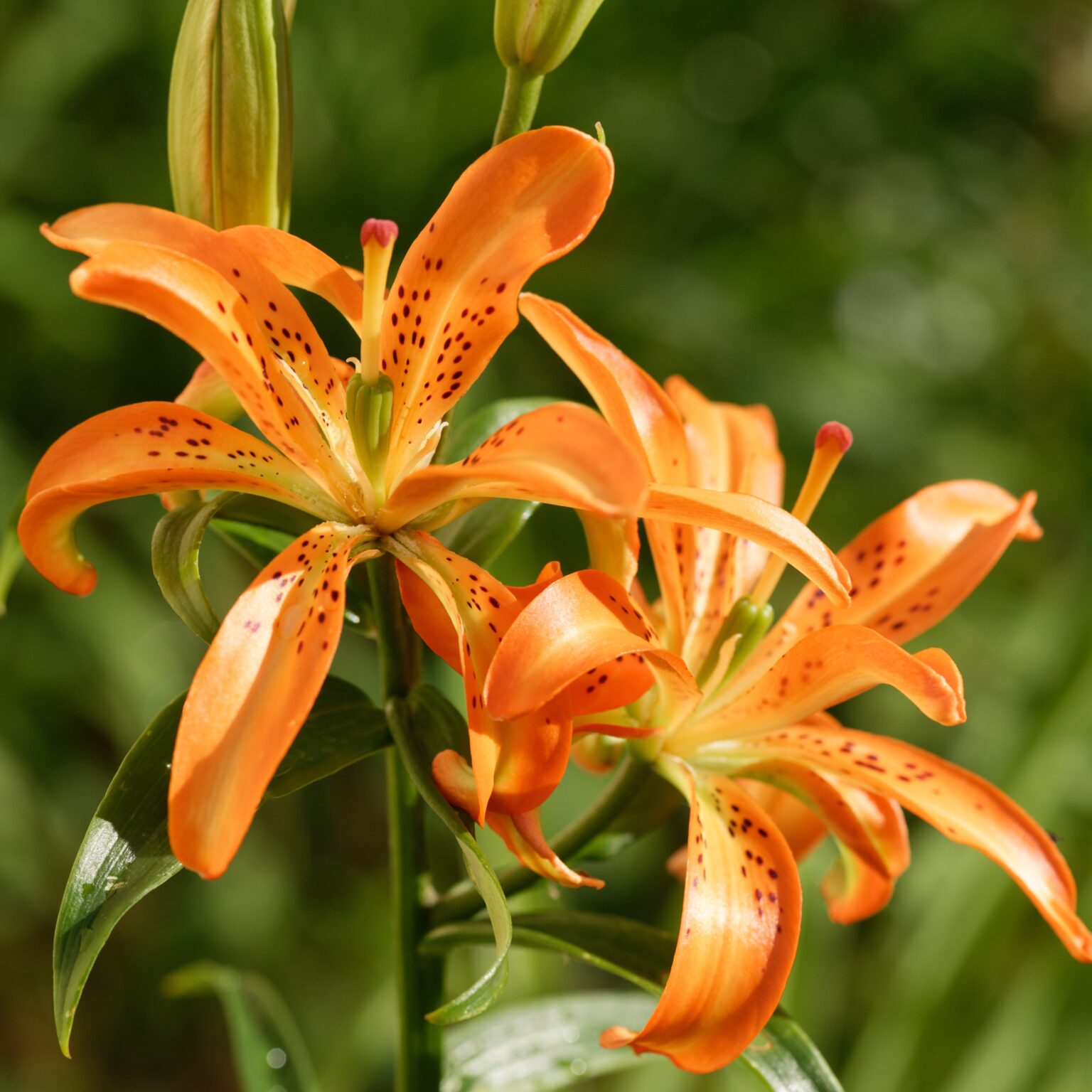 11 Types of Orange Lilies - A-Z Animals