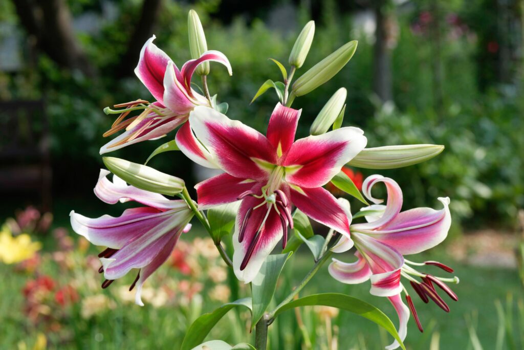 Lilium 'Flashpoint’