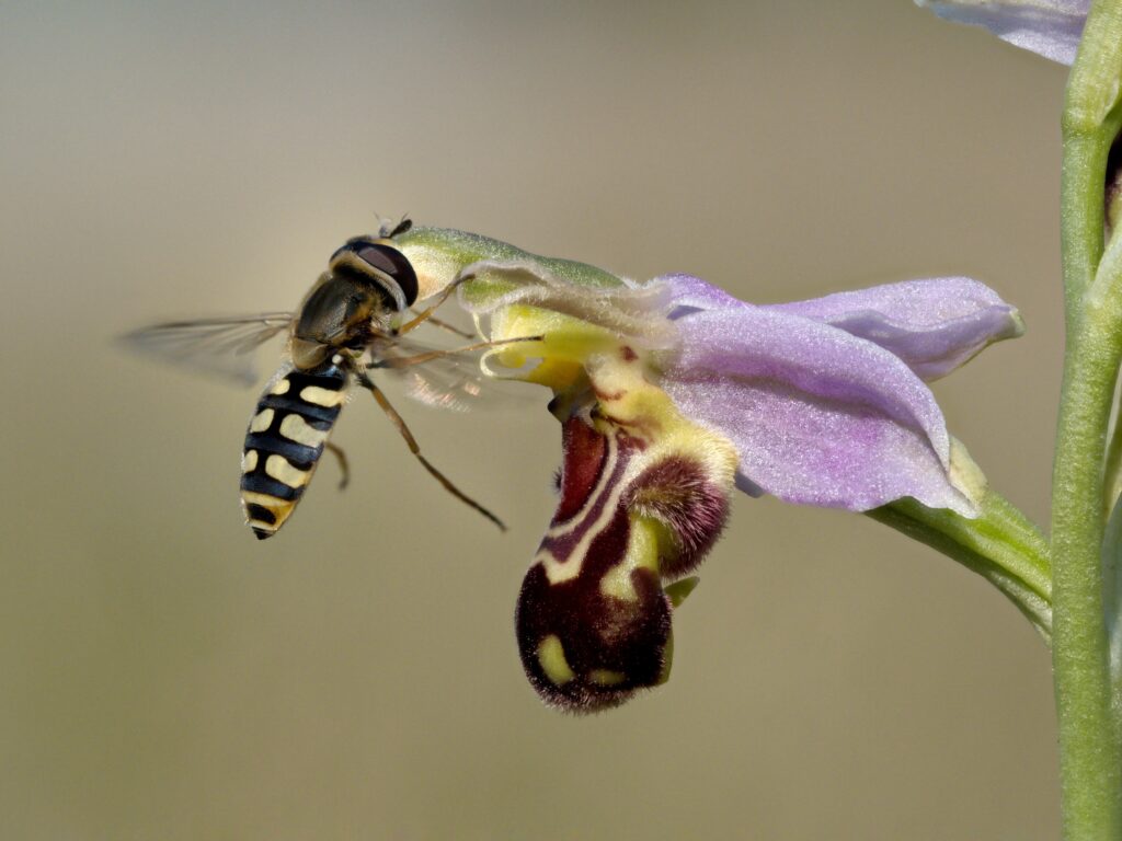 Hoa lan ong thụ phấn bay lượn