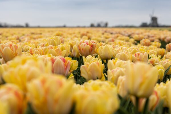 Discover The Largest Tulip Festival In The World