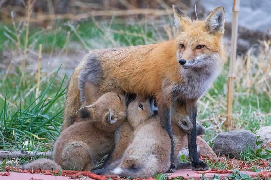 A wild female fox nurses her young fox pups in the suburbs of Colorado.