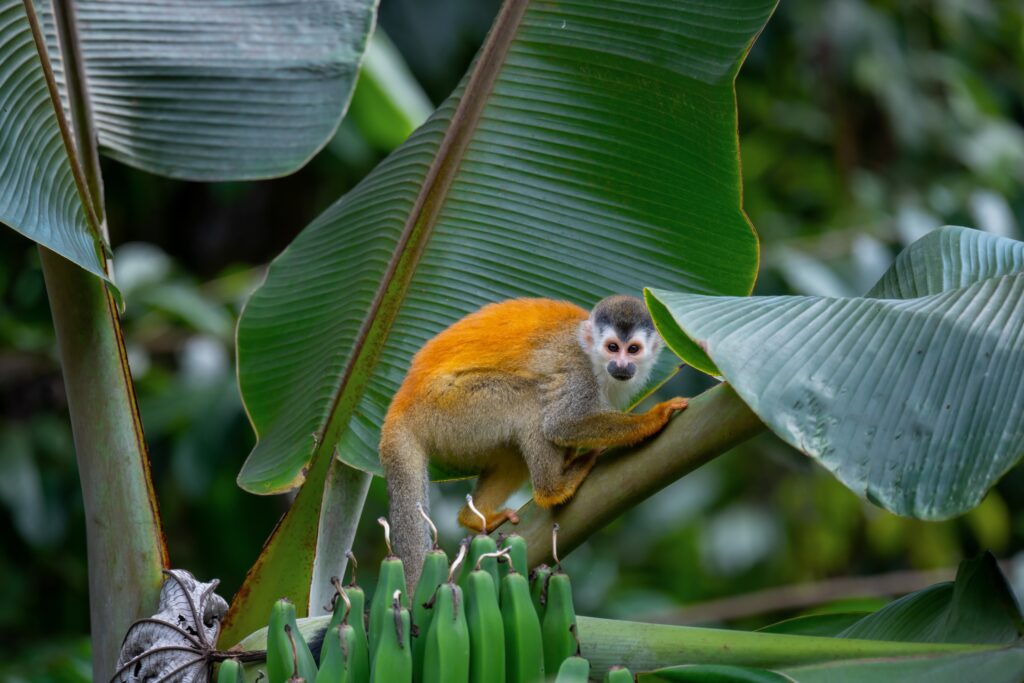 A red-backed squirrel monkey in Manuel Antonio National Park, Quepos, Costa Rica