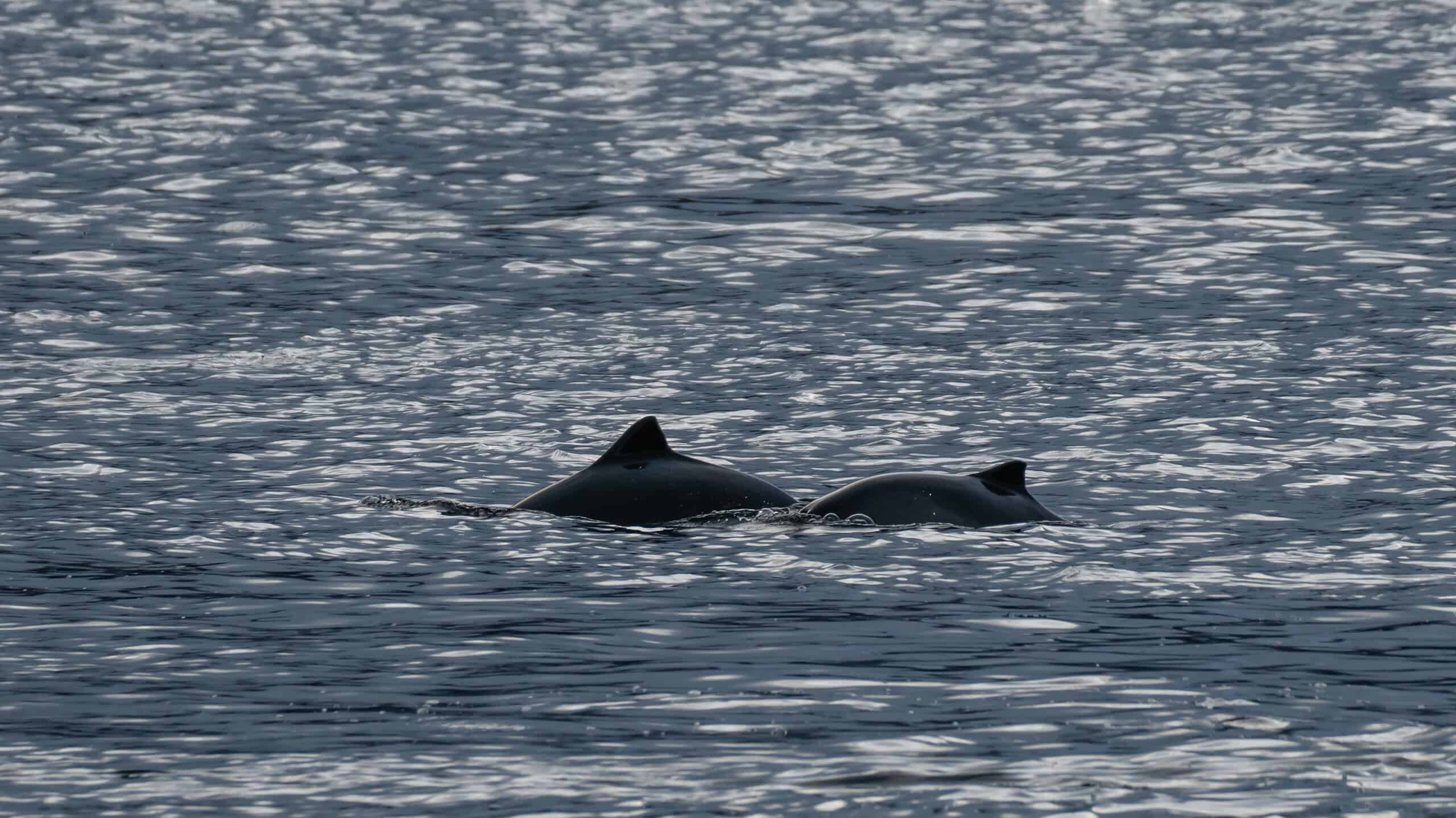 Two porpoises surfacing in the Atlantic ocean in Norway