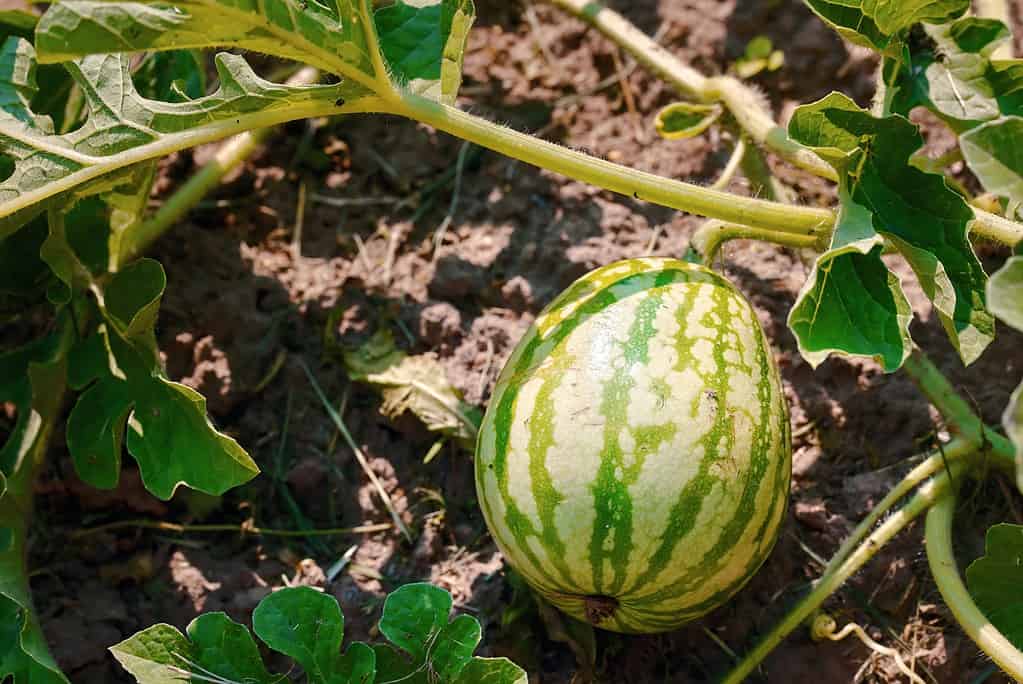 Watermelon grow in farm field. Natural watermelon growing on farmland, growing water-melon, cultivation of melon cultures. Sweet fruit growing in garden, plant and grow watermelons