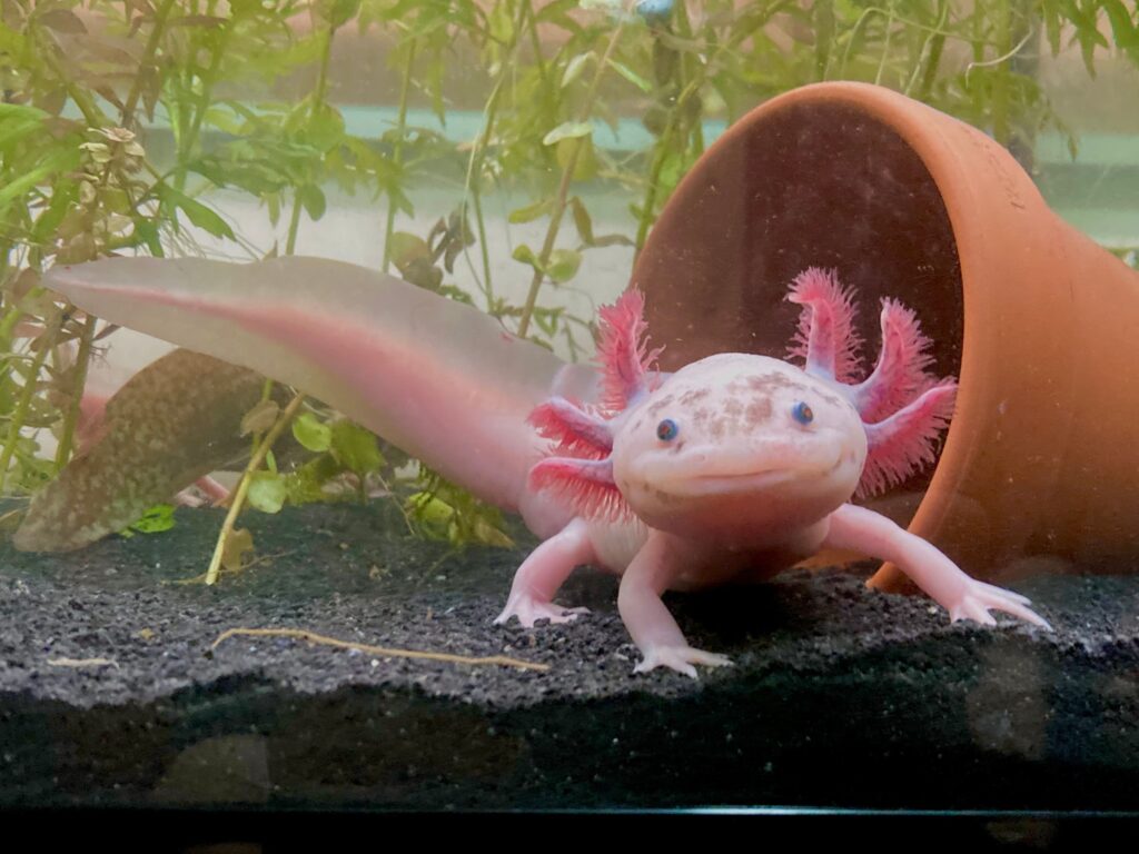 Speckled Leucistic Axolotl front-facing full body shot with tail visible.The axolotl is flesh colored with wide set round black eyes. It has a long tail. It has three pink-to-ornge appendages on each side of its head.