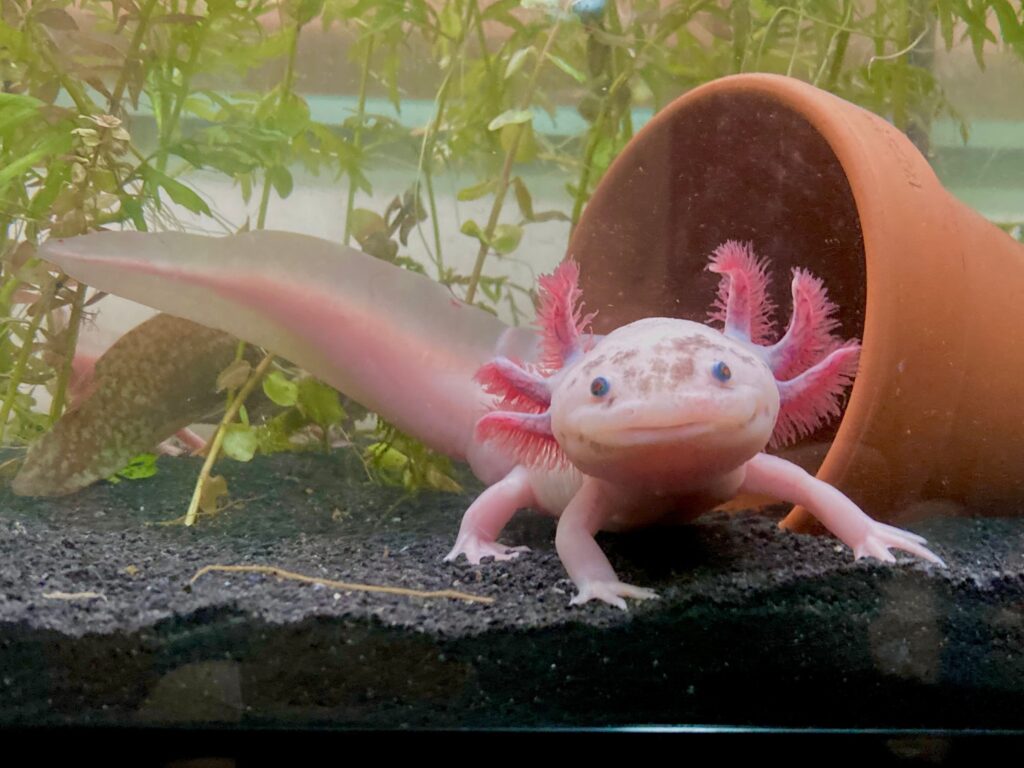 Speckled Leucistic Axolotl with wide-set round black eyes and pink-to-orange appendages. Full body shot showing its long tail.