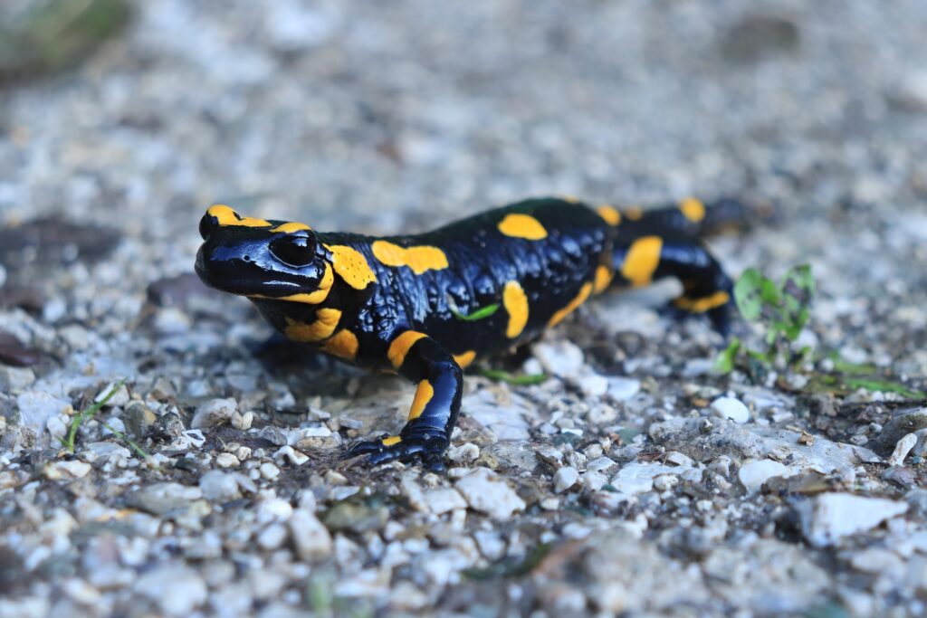 Black-yellow salamander in the mountains.