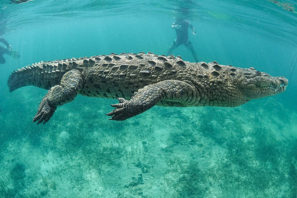 American crocodile swimming underwater