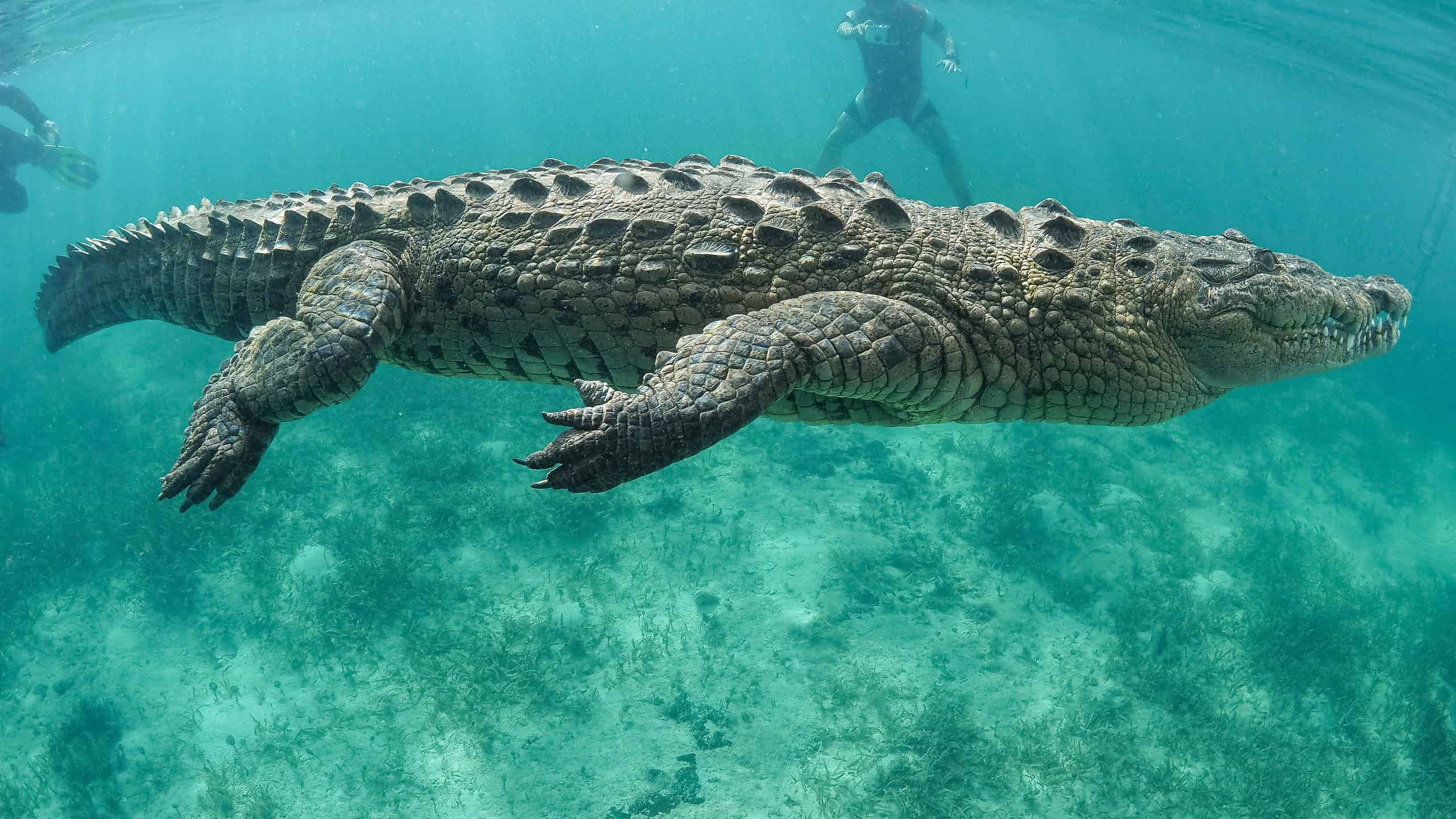 American crocodile swimming underwater