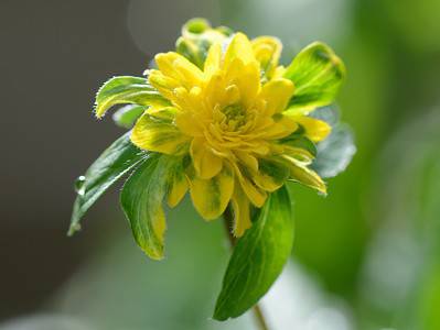 A 8 Types Of Yellow Anemones