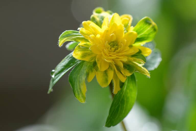 Pleniflora anemone