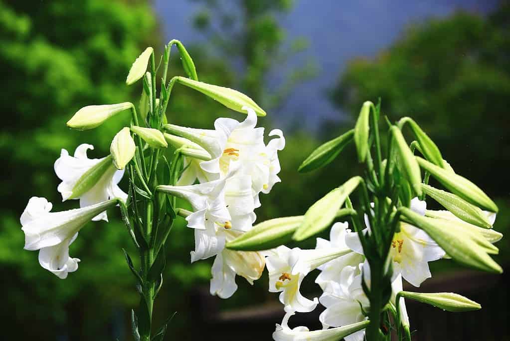 trumpet lilies in full bloom