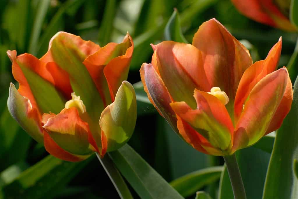 Artist tulips