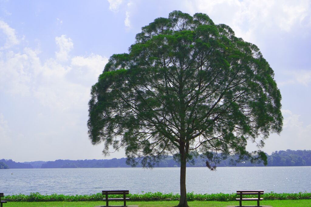 Casuarina Tree - Trees Native to Vietnam
