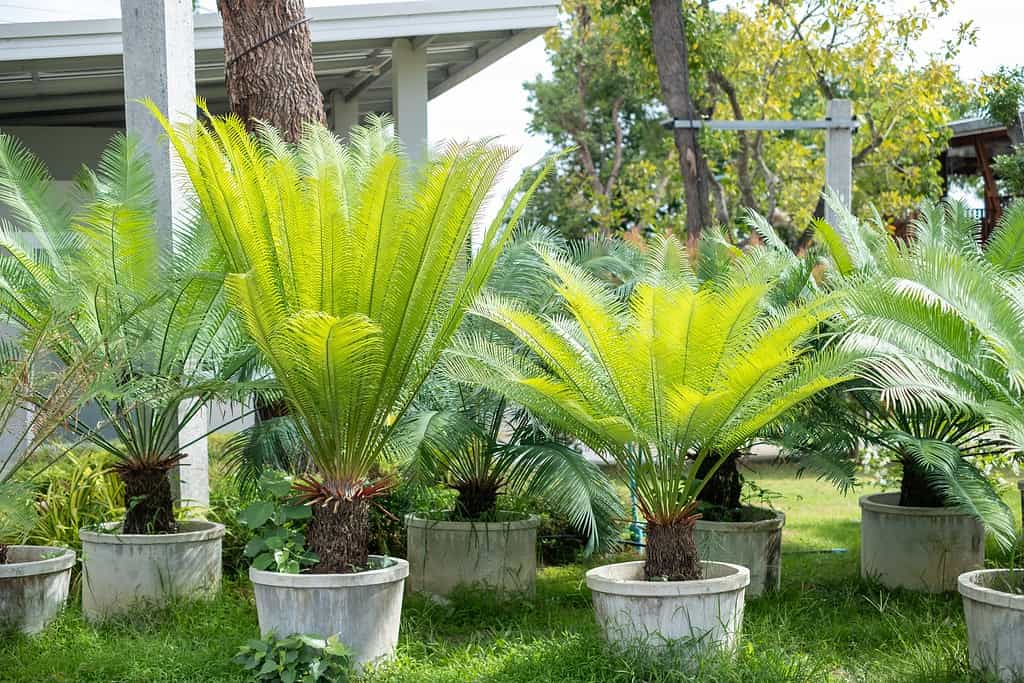 windmill palm tree root system