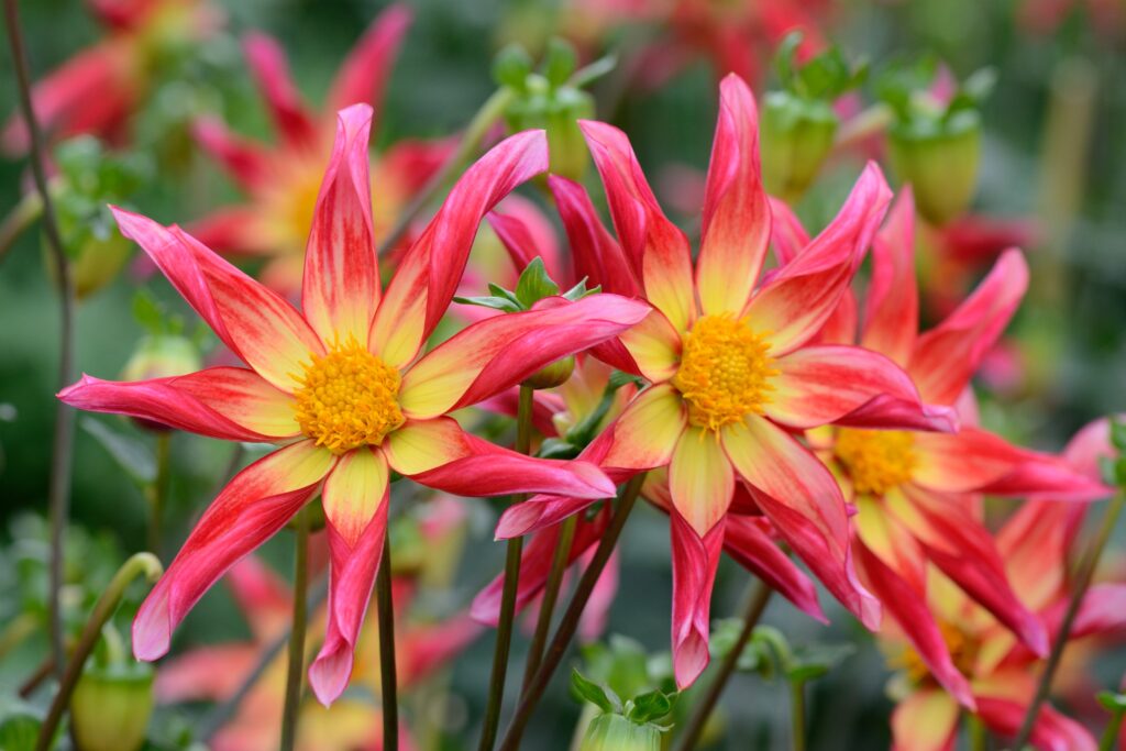 Orchid Dahlia 'Honka Surprise'