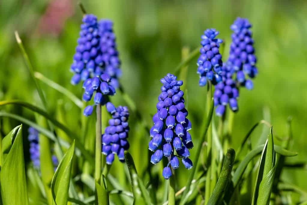 muscari in full bloom