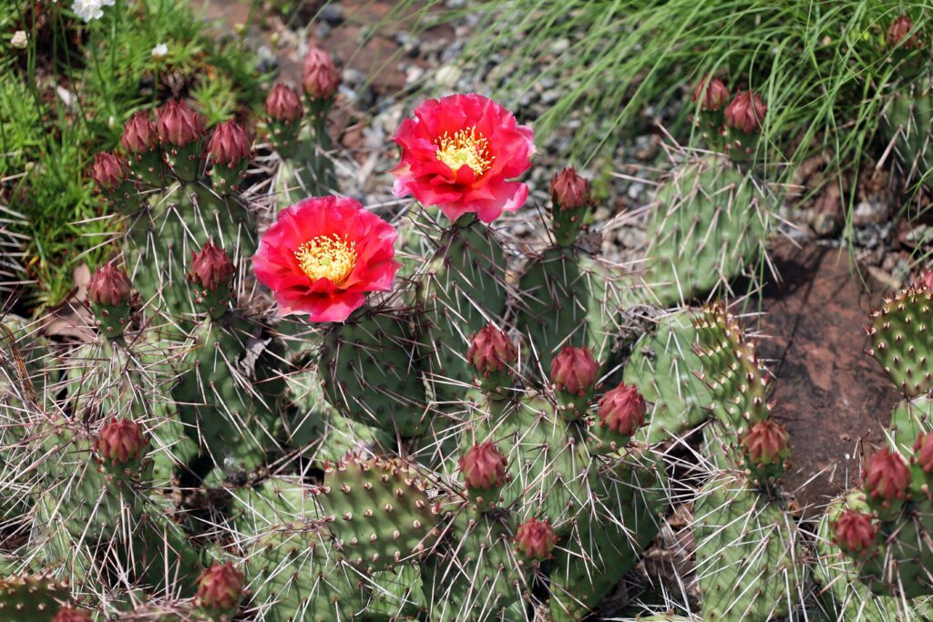 Opuntia polyacantha is a very cold tolerant cactus.