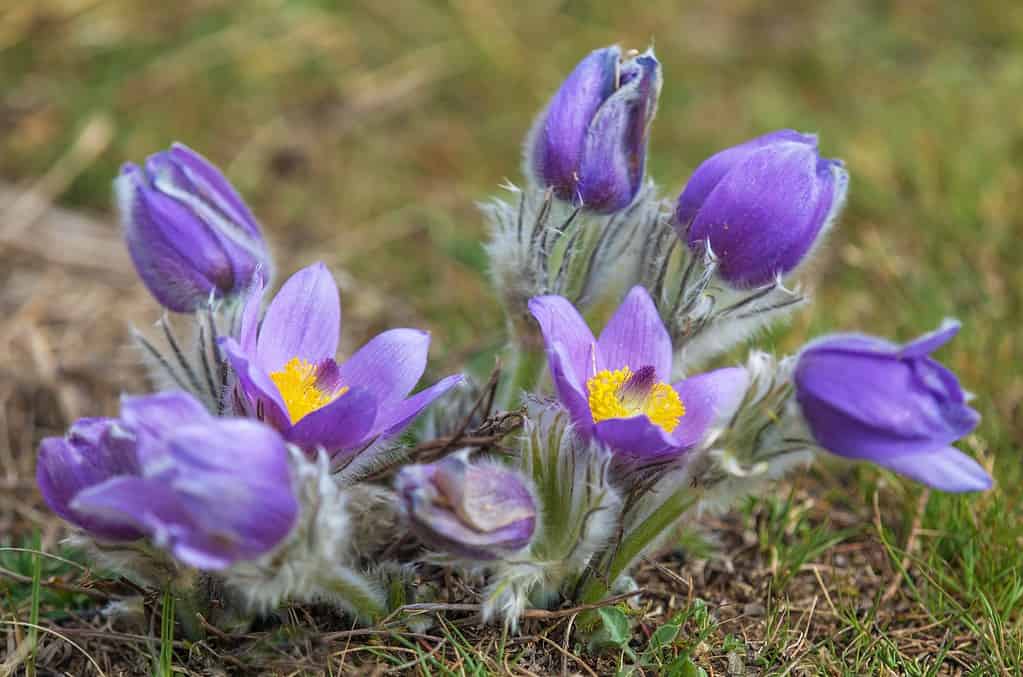 purple pasqueflower