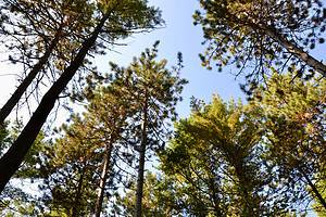 The 10 Most Iconic Trees Native to Minnesota - A-Z Animals
