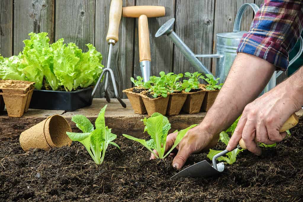 vegetables to plant in april