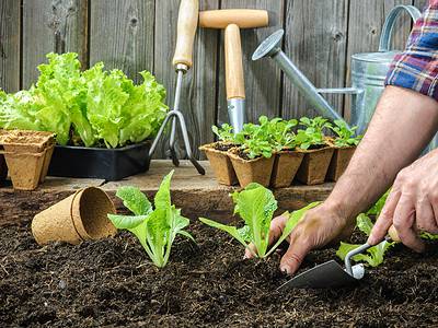 A 4 Reasons to Buy Miracle-Gro Soil For Your Garden