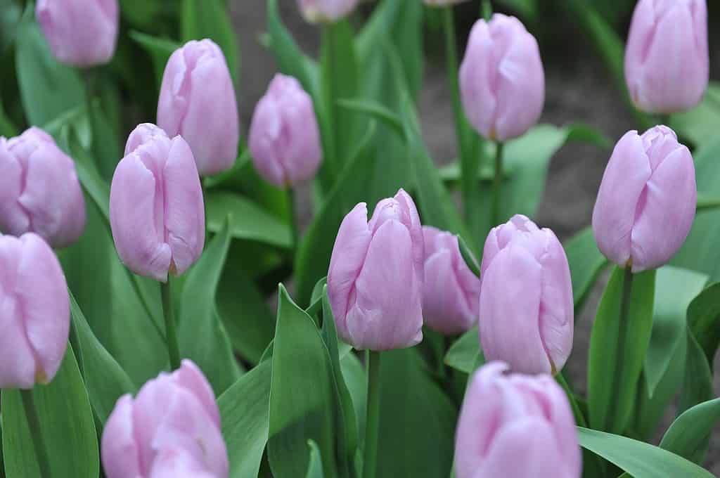 Lilac-pink Single Early tulips (Tulipa) Pink Prince bloom in a garden in March
