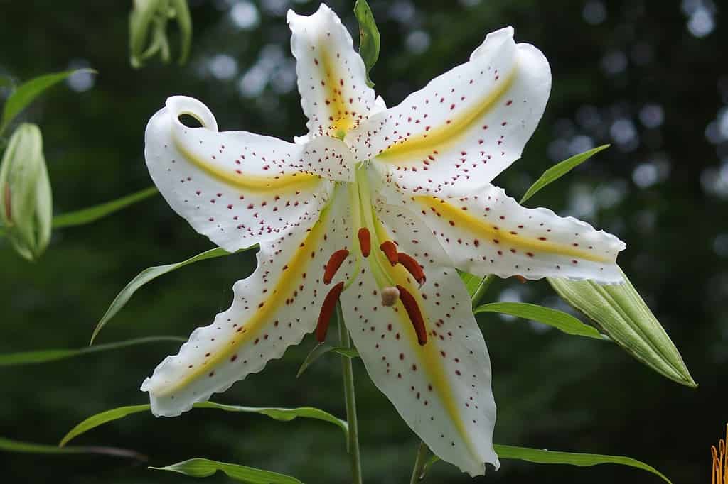 golden-rayed lily