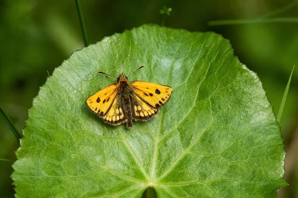 northern chequered skipper