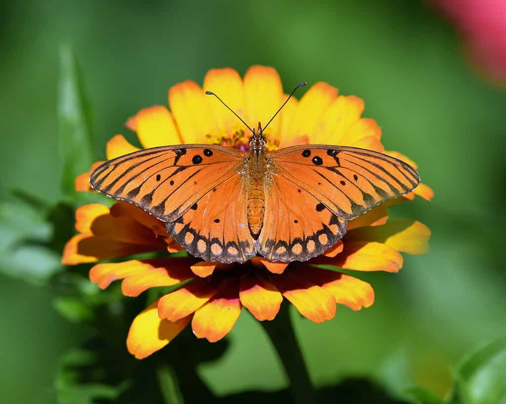 orange butterfly images