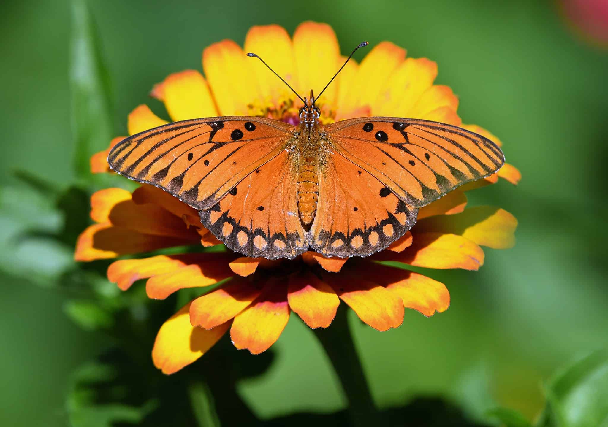 12 Types of Orange Butterflies with Pictures and Identification Guide