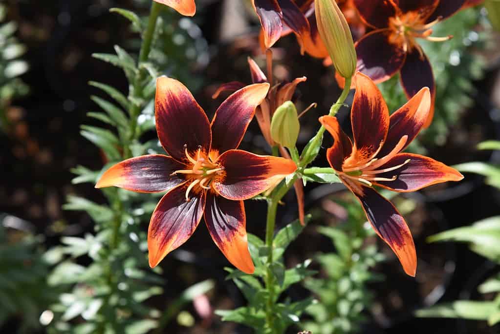 Forever Susan orange and black lilies