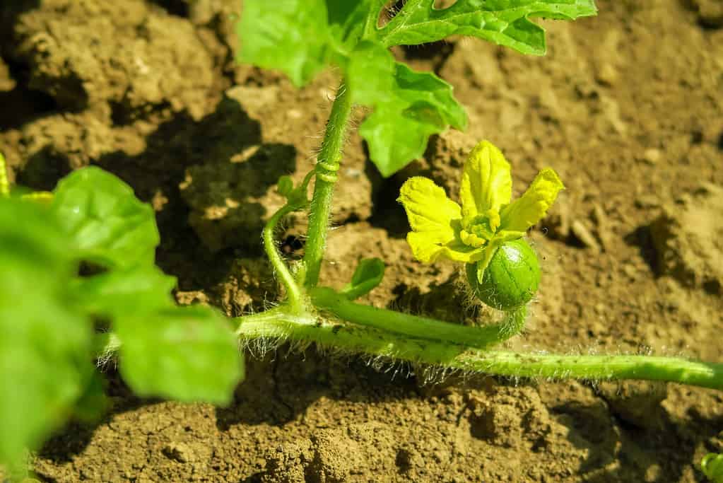 a young flowering watermelon grows and matures in a watermelon farm. watermelon cultivation, gardening concept