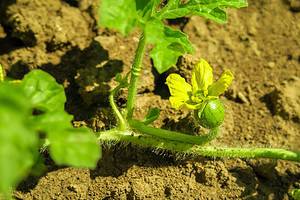 12 Vegetables to Plant in April Picture