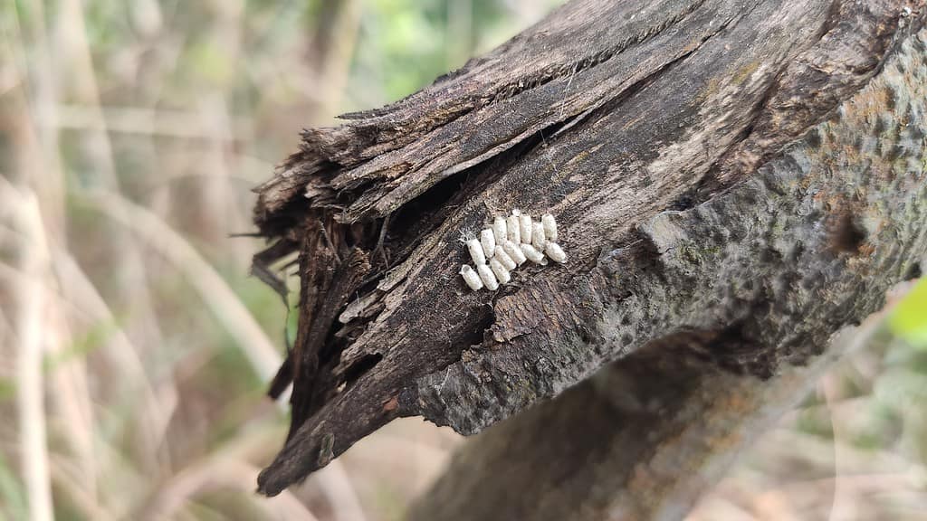 Lepidopteran larvae are parasitized by Hymenoptera parasitic wasps, and the mature parasitoid larvae burrow out of the body to pupate into a white cocoon