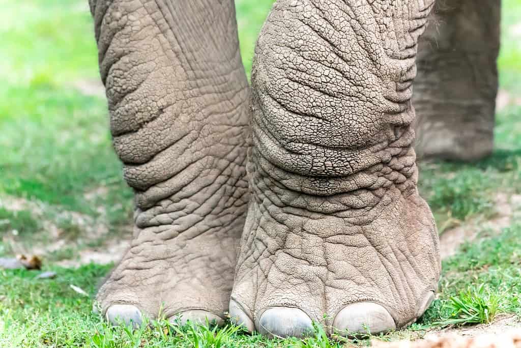 The front feet of an elephant. The bottom legs and feet are light gray and very wrinkly. Semi-circle shaped (with the arch at the top) white toenails are visible on the front of the elephant's feet.
