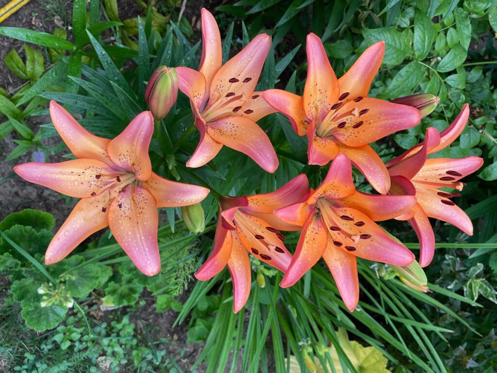 Orange, pink and red color LA Hybrid Lilium Royal Sunset flowers in a garden