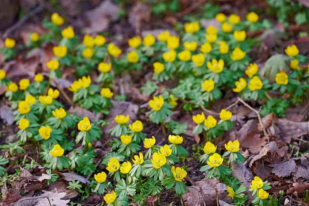 Beautiful, colorful and pretty yellow flowers growing in garden on a sunny spring day outside from above. Closeup of eranthis hyemalis or winter aconite blossoming, blooming and flowering in nature