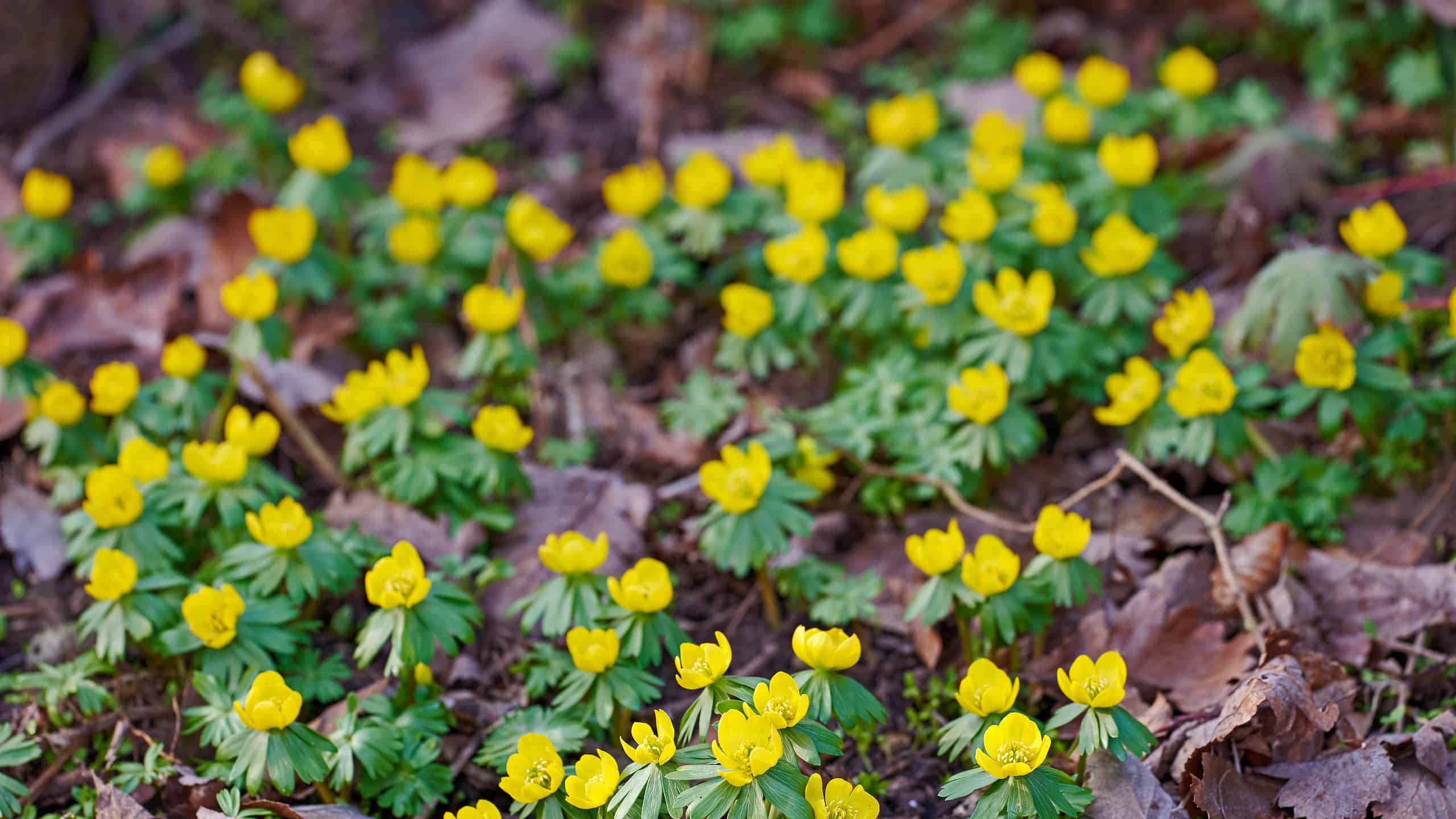 Beautiful, colorful and pretty yellow flowers growing in garden on a sunny spring day outside from above. Closeup of eranthis hyemalis or winter aconite blossoming, blooming and flowering in nature