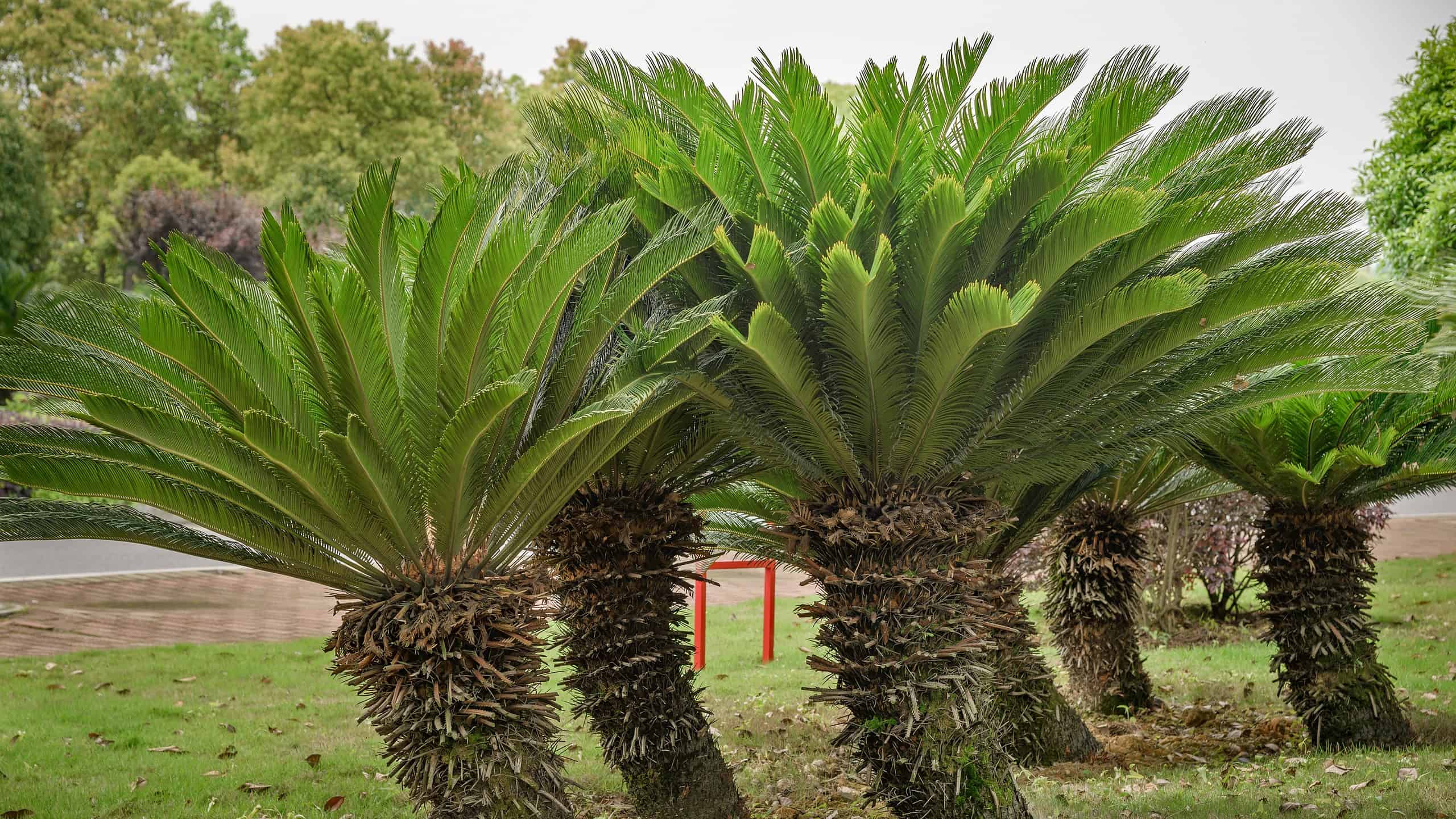 how do palm tree roots grow  