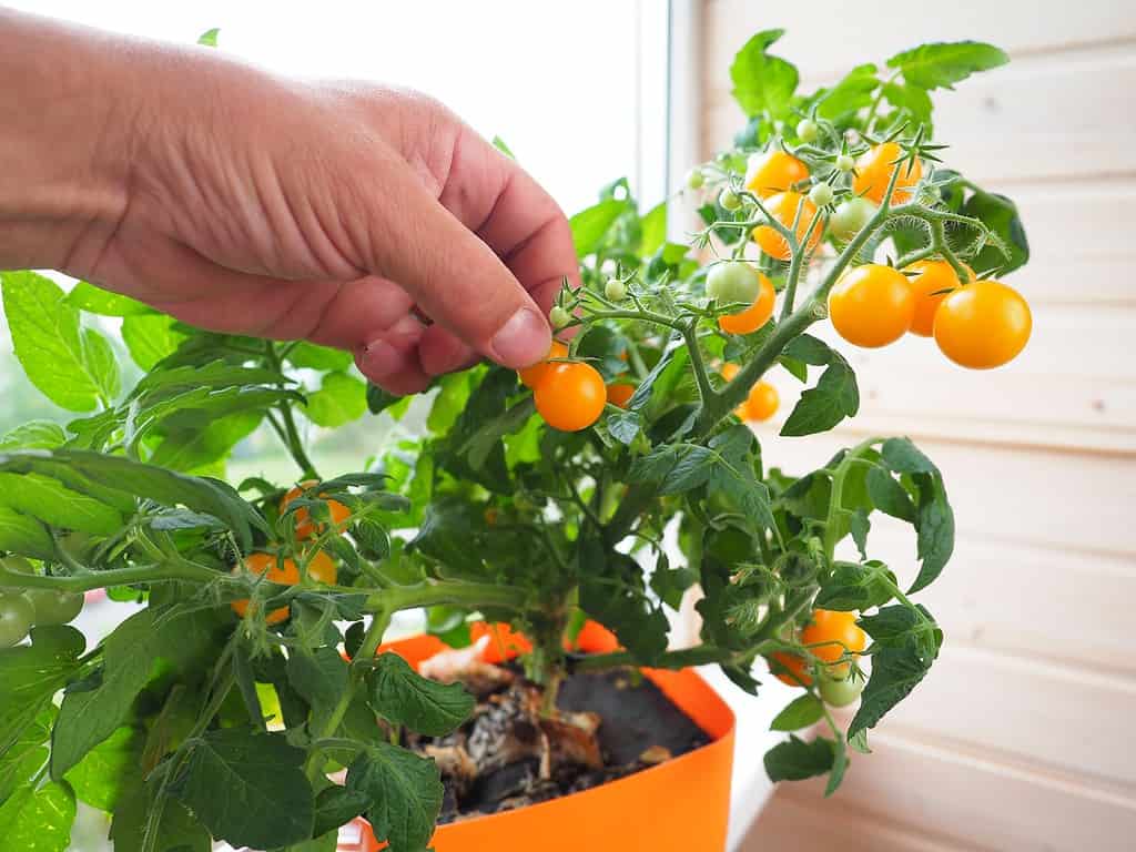cherry tomatoes in a pot on the windowsill of the apartment